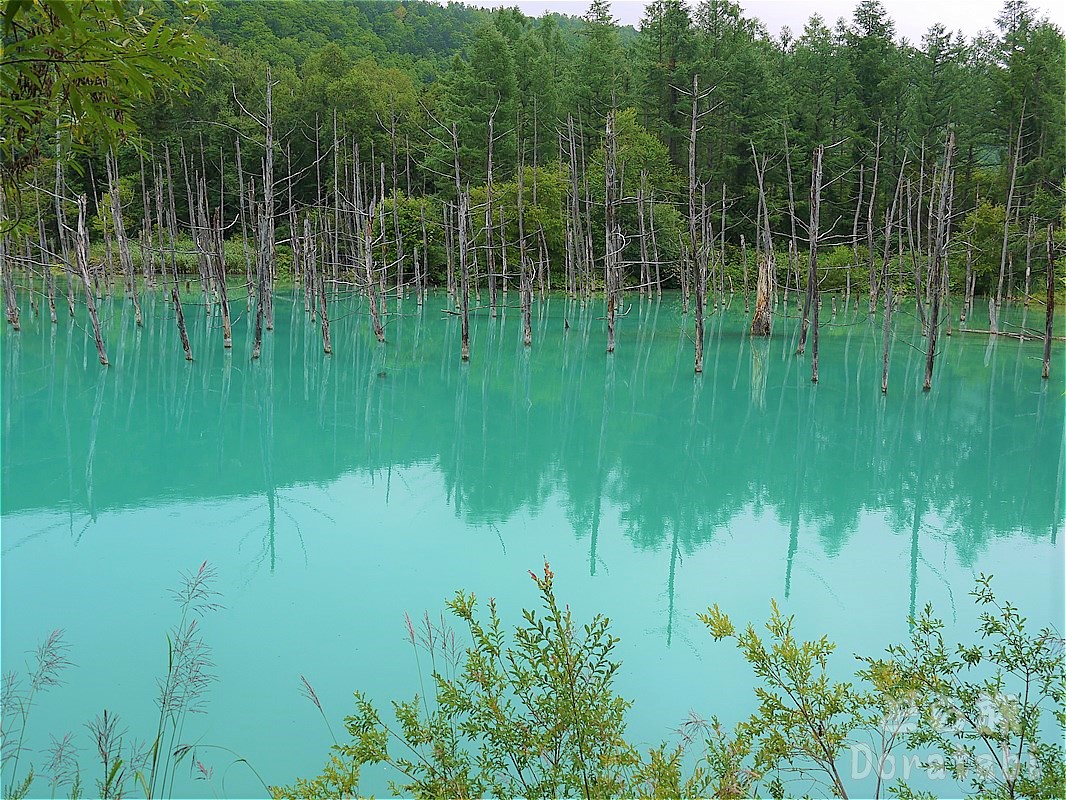 北海道 美瑛町 青い池 ドライブ旅 Com