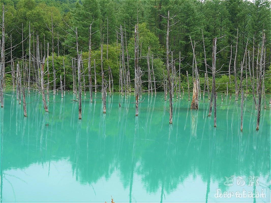 北海道 美瑛町 青い池 ドライブ旅 Com