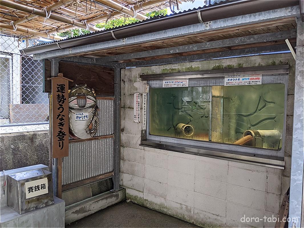 長崎でオオウナギが見られる!「樺島のオオウナギ井戸」の観光情報!
